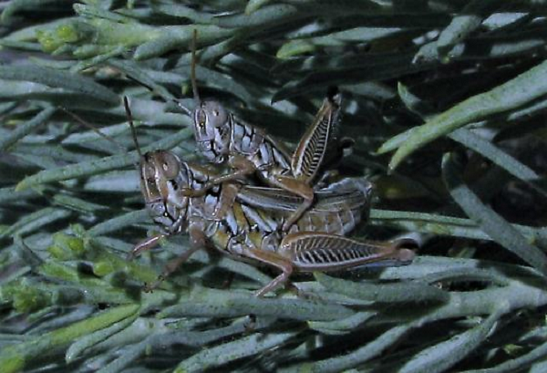 Nếu nguồn dinh dưỡng bị hạn chế, con cái thường tìm đến bạn tình có đôi cánh nguyên vẹn. Nhưng nếu nguồn dinh dưỡng dồi dào, con cái sẵn sàng giao phối với con đực đã giao phối trước đó.