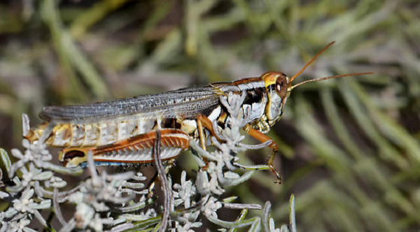 Dế đực sagebrush sẵn sàng để bạn tình gặm tan nát cặp cánh màng trong mỗi lần giao hợp. Hành vi này không phải lúc nào cũng xảy ra mà phụ thuộc vào nhu cầu dinh dưỡng của con cái.