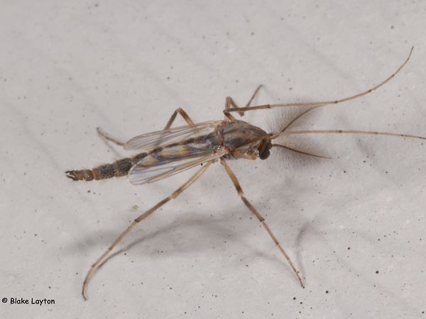 Đặc điểm của loài muỗi vằn này là có đôi cánh khá ngắn, không bao trùm hết cơ thể. Ngoài ra, nó không có vòi - một bằng chứng ngoại phạm cho những vết đốt.