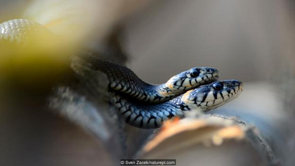 Những màn trăn, rắn ăn thịt bạn tình sau khi giao phối gần đây đã chứng minh, trăn, rắn cái có hành vi đáng kinh ngạc, chúng thực sự có sở thích ăn thịt bạn tình sau khi cả hai trải qua những giây phút mặn nồng.