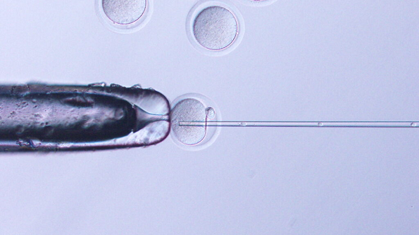 Tiến sĩ Alena Pance, một giảng viên di truyền học tại Đại học Hertfordshire, người không tham gia vào nghiên cứu, cho biết khả năng lưu trữ vật liệu di truyền là "cực kỳ quan trọng" nhưng chỉ ra rằng tỷ lệ thành công thấp của nhóm trong việc sản xuất chuột nhân bản.