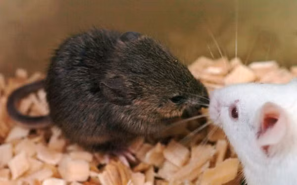 Khi đủ tuổi, các con non này tiếp tục giao phối, cho thấy chúng hoàn toàn có khả năng sinh sản. "Chúng tôi nhận thấy các tế bào soma đông lạnh có thể tạo ra các dòng vô tính khỏe mạnh và có khả năng sinh sản" - các tác giả từ Đại học Yamanashi ở Kofu - Nhật Bản giải thích