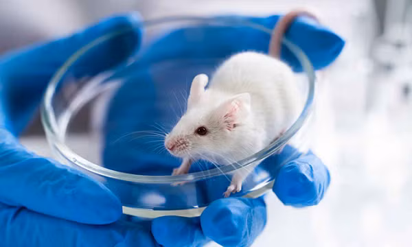 Họ lấy mẫu tế bào soma từ chuột và mang chúng đi đông khô - quá trình đông lạnh mẫu, sau đó loại bỏ băng. Cách này cho phép đông lạnh mẫu trong 9 tháng.