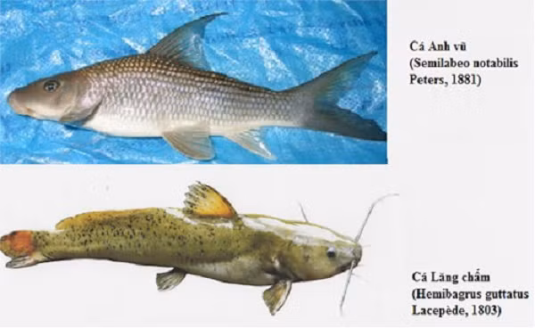 Cá anh vũ sinh sống chủ yếu tại các khu vực sâu nước chảy trong và chảy xiết, đáy có đá và phân bố phổ biến tại khu vực thượng lưu các hệ thống sông sông Hồng, sông Kỳ Cùng và sông Lam thuộc các tỉnh Yên Bái, Phú Thọ, Hòa Bình, Lạng Sơn, Nghệ An; phân bố chủ yếu ở phía Bắc Việt Nam và ở vùng cao Tây Nguyên.