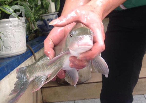 Việc khai thác quá mức cá anh vũ đã khiến loài cá này có nguy cơ tuyệt chủng cao, cần được bảo tồn ở mức V trong sách đỏ.