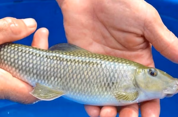 Cá anh vũ được chia thành 3 loài: loài 1 là cá anh vũ Phú Thọ (nặng 1kg), loài 2 là cá anh vũ Tây Nguyên (nặng 2kg) và loài 3 là cá anh vũ đầu vàng (còn gọi là cá Hoàng Anh Vũ, trông như cá La Hán). Cá có thân dày, dài tròn và thuôn dần về phía đuôi, không có râu, khá giống với cá Trắm, cá Trôi ở đồng bằng