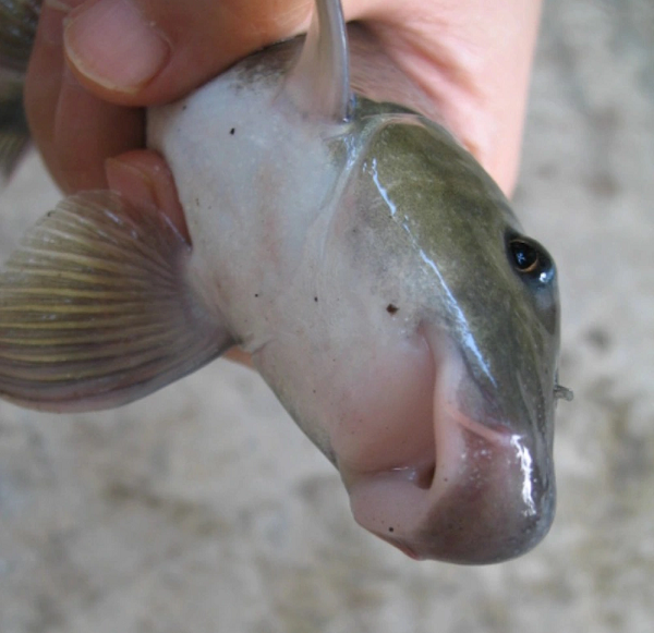 Theo như một vài truyền thuyết về cá anh vũ, cá anh vũ xuất hiện ở Việt Nam từ khoảng hơn 2000 năm trước công nguyên. Đến đời Hùng Vương thứ 3 (khoảng thế kỉ XIV), một ngư dân đã bắt được cá anh vũ tại khu vực sông Lô.