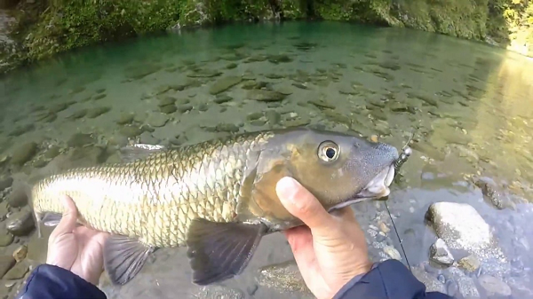 Cá chỉ sống ở sâu trong các hang đá, nơi có nước xiết, vì chúng ưa nhiệt độ lạnh. Do sống chủ yếu ở những vùng nước xiết, nên cá phải có cái miệng cực khỏe để há ra, bám vào vách đá cho khỏi bị trôi đi. Đồng thời, dùng cái miệng đó để hàng ngày hàng giờ cạo vào rêu đá, bóc rêu ra ăn.