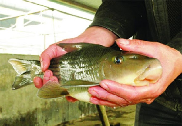 Thân cá màu xám tro, bụng màu vàng nhạt. Vây ngực có 14 tia vây, vậy bụng khoảng 8-9 tia vây, vây hậu môn có 5 tia vây, vây lưng có 8 tia vậy và vây đuôi thì chưa xác định chính xác, tất cả vây đều có màu xám hoặc xám vàng. Đặc biệt, vây lưng có hình dạng lưỡi liềm, uốn cong đều.