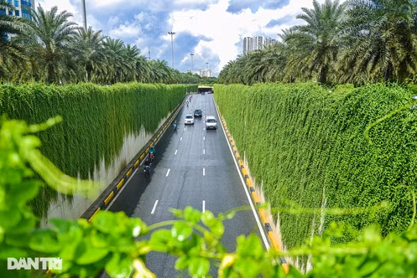 Những ngày qua, nhiều người dân di chuyển qua khu vực hầm chui Trung Hòa, đoạn Trần Duy Hưng - Đại lộ Thăng Long (Hà Nội) bất ngờ trước những dải cây dây leo xanh mướt hai bên đường. Nhiều người liên tưởng tới hình ảnh những con đường trên phim ở nước ngoài.