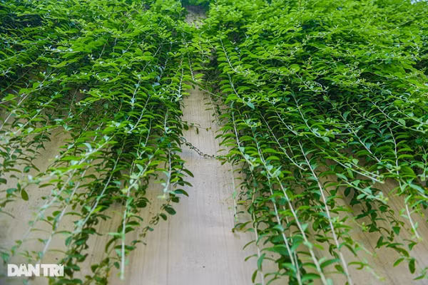 Đây là loại cây gỗ thân leo mọc thành bụi, lá xanh, thân cây lúc còn non màu xanh nhạt khi trưởng thành sẽ có màu nâu trầm. Trên thân luôn có một lớp lông màu trắng xám.