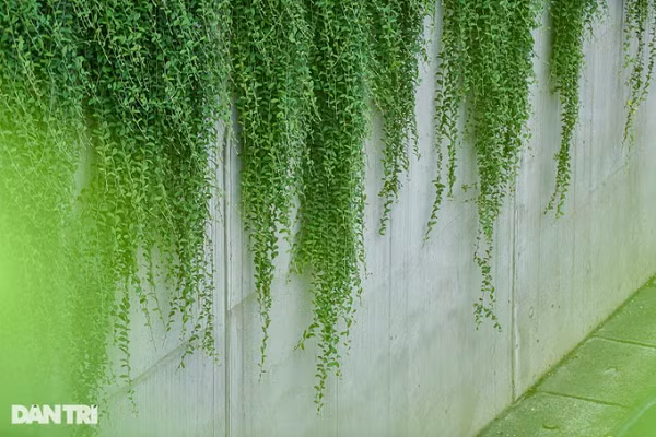 Đối với thời tiết nóng bức vào mùa hè, đi qua hàng cây cúc tần Ấn Độ đang rũ xuống người đi đường cảm nhận được phần nào sự mát mẻ.