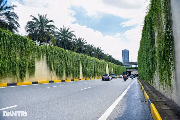 Loài cây cúc tần Ấn Độ không bị rụng lá sinh lý vào mùa đông, vì vậy cây luôn phát triển xanh tốt. Cây này đến mùa hoa nở có màu hồng nhạt.