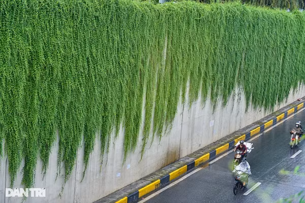 Cây cúc tần Ấn Độ được nhiều người chơi cây lựa chọn để trồng bởi ngoài xanh tốt về mặt thẩm mỹ, loài này còn có ý nghĩa cho sự trường tồn, mạnh mẽ và dẻo dai.