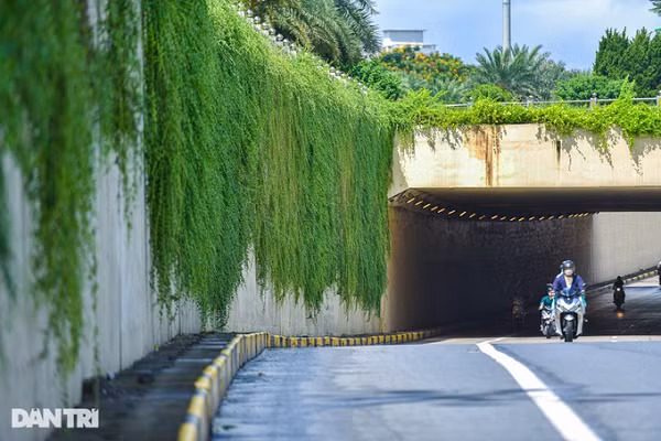 Đặc điểm của cây cúc tần Ấn Độ là dễ phát triển. Cây có thân mong manh và xanh mướt có thể dài tới 30 mét.