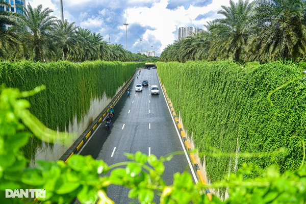 Con duong “buc tuong xanh” dep nhu tren phim o Ha Noi