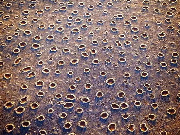 Những vòng tròn bí ẩn này xuất hiện ở các bãi cỏ khô ở khu vực phía tây của Nam Phi với đường kính dao động từ 2 - 15m. Nguồn gốc của chúng vẫn là một câu hỏi và thậm chí cho đến giờ các nhà khoa học cũng không rõ liệu ai hoặc cái gì đã tạo nên chúng.