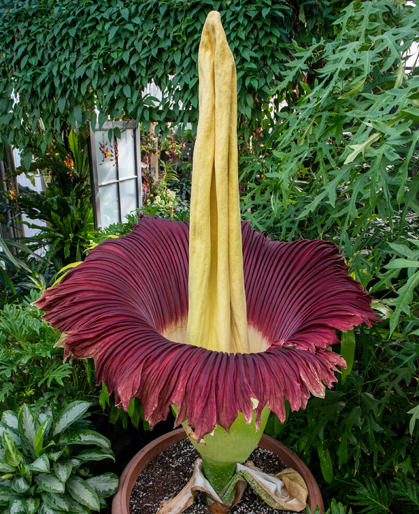 Mo ngoài có chu vi khoảng 3 mét, màu xanh nhạt và có đốm trắng bên ngoài, màu đỏ thẫm bên trong. Bông mo trong cao khoảng 2 mét, màu vàng xỉn, phình to ở phía dưới gốc và rỗng bên trong.