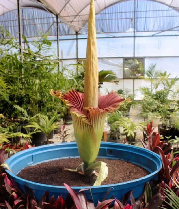 Chiếc lá này chia thành 3 nhánh tại đỉnh, mỗi nhánh mọc nhiều lá nhỏ. Mỗi năm, khi chiếc lá cũ chết đi thì một cái khác sẽ mọc lên vị trí đó. Sau nhiều năm, hoa xác thối cũng nạp đủ năng lượng để nở hoa.