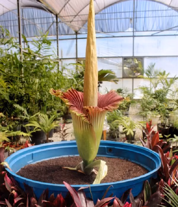 Chiếc lá này chia thành 3 nhánh tại đỉnh, mỗi nhánh mọc nhiều lá nhỏ. Mỗi năm, khi chiếc lá cũ chết đi thì một cái khác sẽ mọc lên vị trí đó. Sau nhiều năm, hoa xác thối cũng nạp đủ năng lượng để nở hoa.