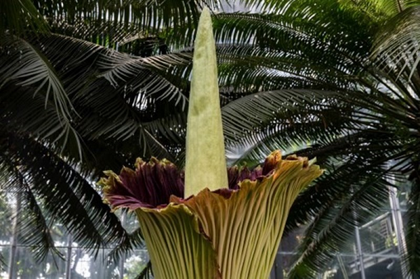 Chùm hoa của hoa xác thối bao gồm 1 bông mo được cấu thành bởi các hoa nhỏ, có mùi thối và một mo bao quanh trông giống như một cánh hoa.