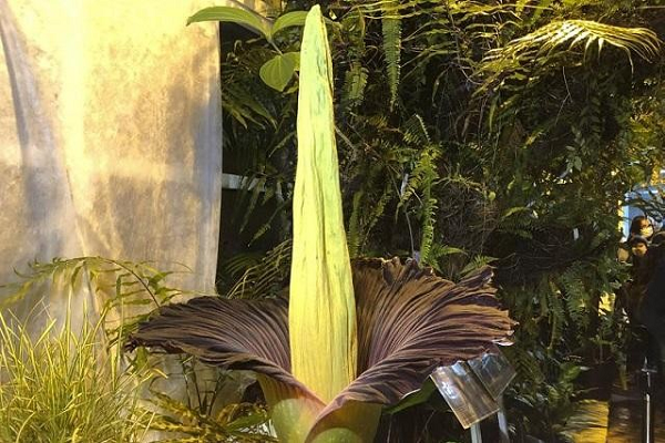 Vườn thực vật Hortus ở Leiden, Hà Lan, là một trong những vườn thực vật lâu đời nhất trên thế giới, được thành lập vào năm 1590. Họ thông báo rằng hoa sắp nở vài ngày trước, điều này khiến mọi người trên khắp đất nước, không chỉ ở Leiden, rất hào hứng.