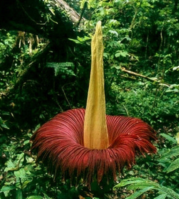 Vài năm trước, các nhà khoa học tại Vườn Bách thảo Hoàng gia (RBGE), Scotland, phát hiện hai phân tử chính chịu trách nhiệm tạo ra mùi khủng khiếp của hoa Titan Arum là dimethyl đisunfua (DMDS) và dimethyl Trisulfua (DMTS).