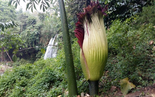 Khi nở hoa, đỉnh bông mo có nhiệt độ 36,7 độ C tương tự nhiệt độ cơ thể người, giúp làm bay hơi, phát tán mùi, giúp thụ phấn và đánh lừa côn trùng.