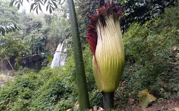 Khi nở hoa, đỉnh bông mo có nhiệt độ 36,7 độ C tương tự nhiệt độ cơ thể người, giúp làm bay hơi, phát tán mùi, giúp thụ phấn và đánh lừa côn trùng.