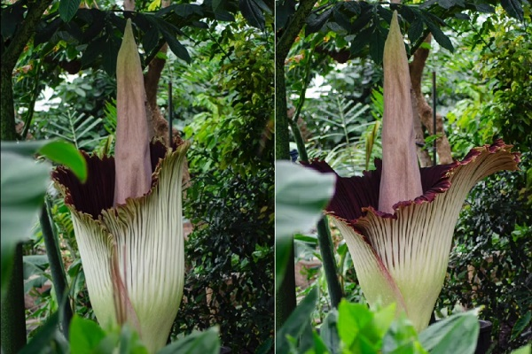 Mùi và màu đỏ tía đậm của hoa tựa như con vật đã chết gây sự chú ý của những con côn trùng này.