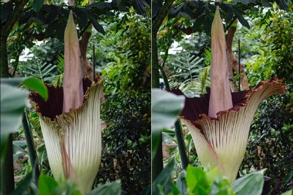 Mùi và màu đỏ tía đậm của hoa tựa như con vật đã chết gây sự chú ý của những con côn trùng này.