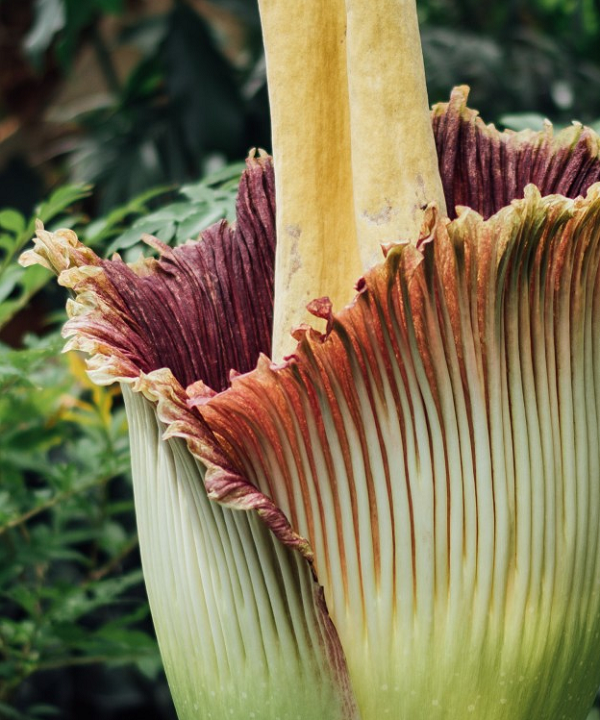 Hoa Titan Arum sớm thì 7 năm nở hoa một lần. Tuy nhiên, có một số hoa xác thối chỉ nở một vài thập kỉ 1 lần. Trong những năm không ra hoa, cây chỉ có một chiếc lá duy nhất mọc lên từ thân cây.