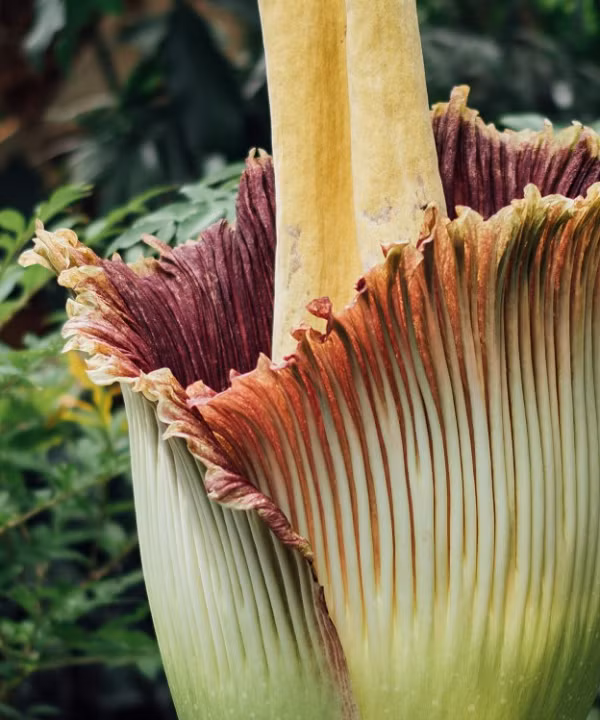 Hoa Titan Arum sớm thì 7 năm nở hoa một lần. Tuy nhiên, có một số hoa xác thối chỉ nở một vài thập kỉ 1 lần. Trong những năm không ra hoa, cây chỉ có một chiếc lá duy nhất mọc lên từ thân cây.