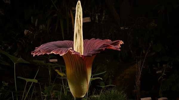 Côn trùng nghĩ rằng hoa có thể là miếng mồi của chúng, bay vào bên trong và sau khi nhận ra không có gì để ăn thì chúng bay đi mang theo phấn hoa. Bọ phân, ruồi và côn trùng ăn thịt khác là những loài thụ phấn chính của hoa xác thối.