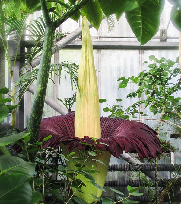 Rất khó để dự đoán chính xác khi nào bông hoa sẽ nở, và vì nó kéo dài khoảng 24-36 giờ, họ muốn mọi người sẵn sàng để có thể kịp chiêm ngưỡng. Bông hoa xác thối nở vào ngày 14 tháng 7. Đây là lần đầu tiên hoa nở kể từ năm 2009.