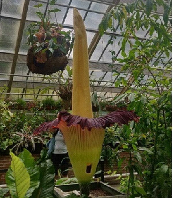 Một trong những đợt nở hoa vô cùng hiếm hoi của Amorphophallus titanum đã diễn ra tại vườn bách thảo Hortus ở Leiden, Hà Lan. Amorphophallus titanum, hay còn được gọi là Hoa Titan Arum hay Hoa xác thối khổng lồ, là một trong những loài hoa lớn nhất trên Trái đất.