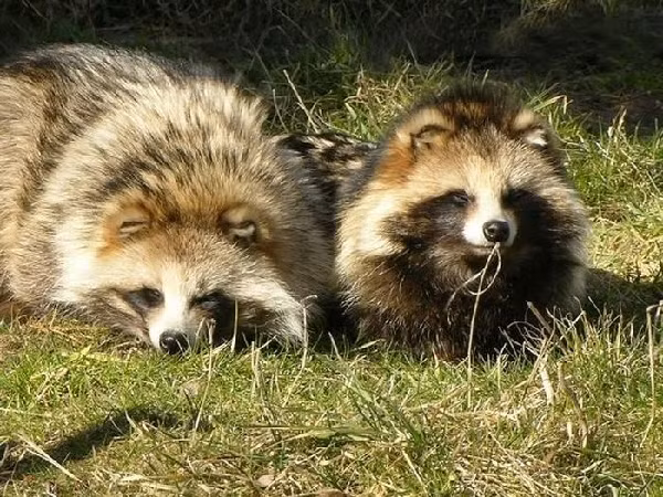 Lửng chó hay Tanuki là một loài động vật bản địa ở Đông Á và là loài duy nhất còn tồn tại của chi Nyctereutes. Đây là loài động vật leo trèo rất giỏi và chúng sống chủ yếu trên các nhánh cây cao.