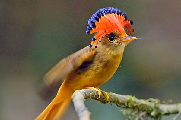 Chim bắt ruồi Hoàng gia Amazonian thuộc họ chim bắt ruồi bạo chúa được tìm thấy trong rừng và rừng trên hầu hết lưu vực sông Amazon. Trong thiên nhiên hoang dã, loài này xây tổ rất lớn (đôi khi dài tới 2m) trên các nhánh cây gần mặt nước để tránh kẻ thù.