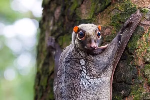 Vượn cáo bay Sunda là loài động vật kỳ lạ được tìm thấy ở Indonesia, Thái Lan, Malaysia và Singapore. Dù có cái tên “vượn cái bay” nhưng chúng không hề biết bay, mà chỉ chuyền từ cây này qua cây khác nhờ lớp màng rộng nối giữa các chi.