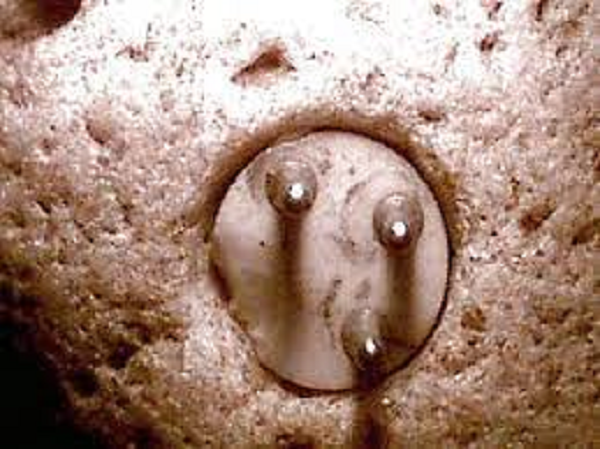 Williams là một kỹ sư điện, ông nói rằng thành phần điện không bị dán hoặc hàn vào khối đá granite, các lớp đá bao phủ xung quanh thiết bị đã bảo quản nó tồn tại tới ngày nay.