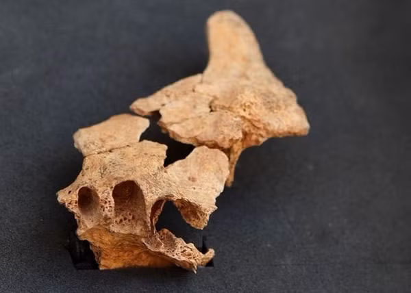 Một số nhà khoa học cho rằng đây có thể là một trong những tổ tiên chung cuối cùng giữa người Homo Sapiens và người Neanderthal. Tuy nhiên, nhóm nghiên cứu vẫn chưa thể xác định xương hàm và xương gò má vừa được tìm thấy thuộc về loài người nào trong lịch sử.