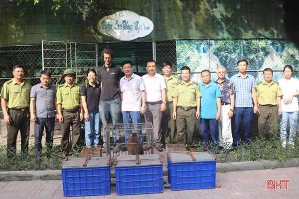 Ngày 30/7 vừa qua, Vườn Quốc gia Vũ Quang đã tiến hành thả về tự nhiên 5 cá thể khỉ mặt đỏ được tiếp nhận từ Trung tâm Cứu hộ bảo tồn và phát triển sinh vật - Vườn Quốc gia Cúc Phương (Ninh Bình).