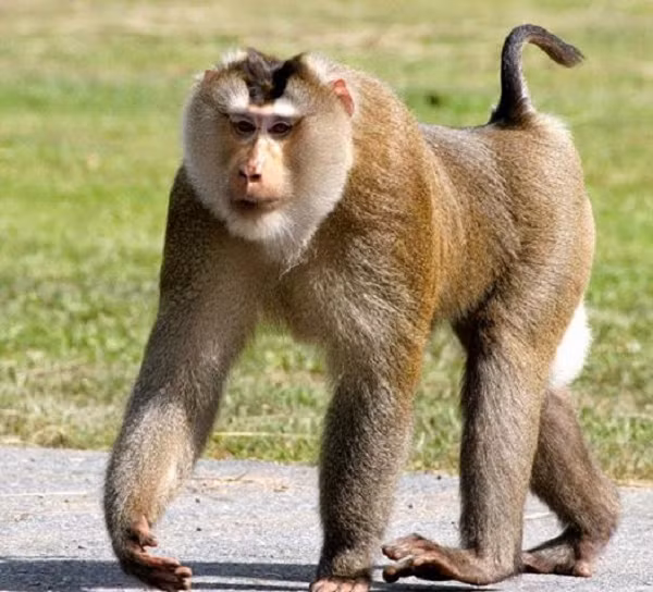 Khỉ đuôi lợn có tên khoa học là Macaca leonina. Tên gọi của nó xuất phát từ hình dáng chiếc đuôi giống như đuôi của loài lợn, đây là một trong những loài lớn nhất trong họ nhà khỉ Cercopithecidae.