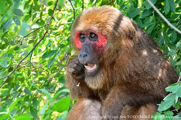 Khỉ mặt đỏ có tên khoa học Macaca arctoides, thuộc họ khỉ Cercopithecidae. Chúng sống ở các khu rừng thấp ở khu vực Nam Á và Đông Nam Á, tại Việt Nam được tìm thấy chủ yếu ở các tỉnh miền Trung.