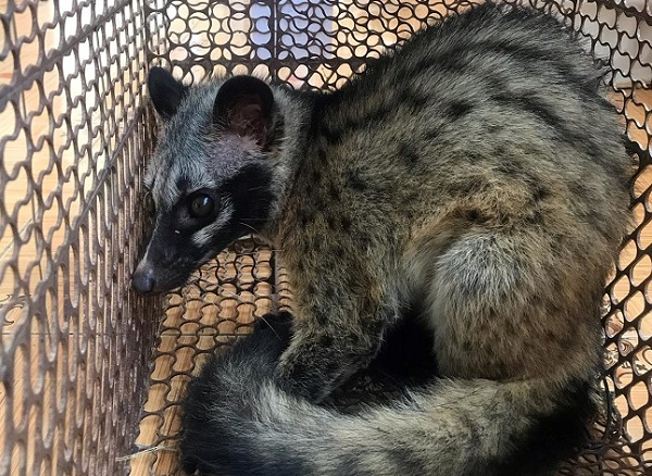 Sinh hoạt kiếm ăn đêm, ngày ngủ. Thường đi đơn. Số lượng cầy vòi hương không còn nhiều do phá rừng làm mất sinh cảnh sống của chúng trong tự nhiên.