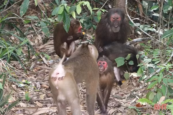 Được biết, cả 8 cá thể động vật này đều thuộc nhóm IIB được quy định trong danh mục động vật rừng nguy cấp, quý hiếm. Chúng sẽ tiếp tục được Vườn Quốc gia Vũ Quang theo dõi, bảo vệ để đảm bảo an toàn trong tự nhiên.