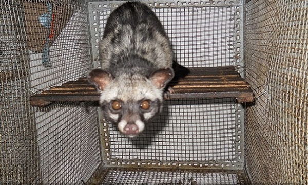 Cầy vòi hương có tên khoa học là Paradoxurus hermaphroditus, nặng 3 – 5 kg, dài thân 480 – 700mm, dài đuôi 400 – 660mm. Bộ lông nền màu xám. Có sọc đen chạy từ đầu dọc theo lưng đến gốc đuôi. Vai và hông mốc xám bẩn.