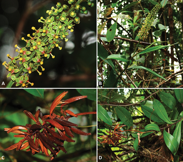 "Nepenthes pudica khác hẳn với tất cả các loài cây nắp ấm đã biết", nhà thực vật học Martin Dančák tại Đại học Palacký Olomouc ở Cộng hòa Czech, tác giả chính của nghiên cứu, cho biết.