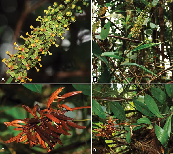 "Nepenthes pudica khác hẳn với tất cả các loài cây nắp ấm đã biết", nhà thực vật học Martin Dančák tại Đại học Palacký Olomouc ở Cộng hòa Czech, tác giả chính của nghiên cứu, cho biết.