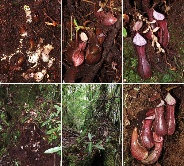 "Nó đặt những chiếc bẫy dài tới 11 cm dưới lòng đất, nơi chúng được hình thành trực tiếp trong đất hoặc trong các hang hốc, và bẫy động vật sống dưới lòng đất, thường là kiến, ve và bọ cánh cứng".